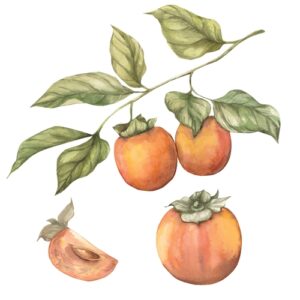 Beautiful Beginnings Nursery pawpaws, persimmons & mulberries