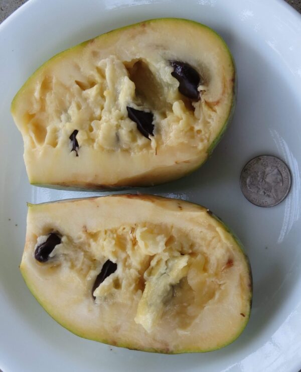 Prima 1216 Pawpaw