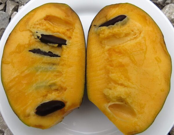Taytwo (Taytoo) Pawpaw - Image 2