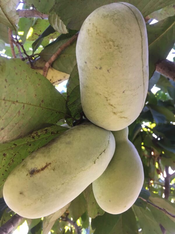 VE-21 Pawpaw trees for sale at Beautiful Beginnings Nursery