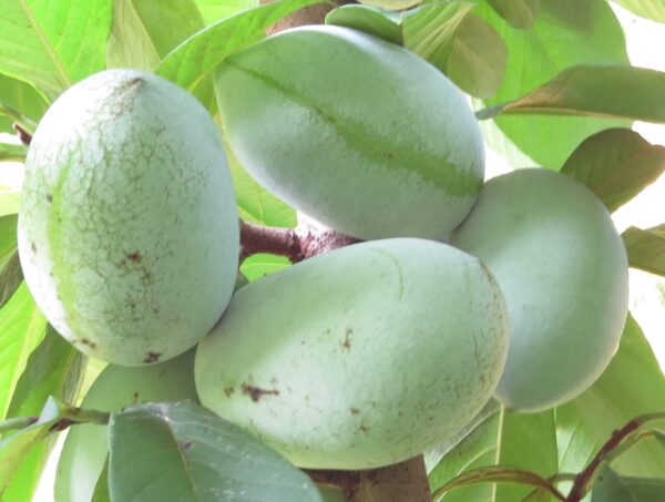 Prima 1216 Pawpaw at Beautiful Beginnings Nursery