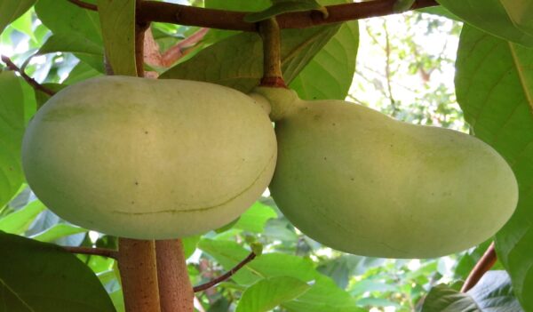Taytwo (Taytoo) Pawpaw at Beautiful Beginnings Nursery