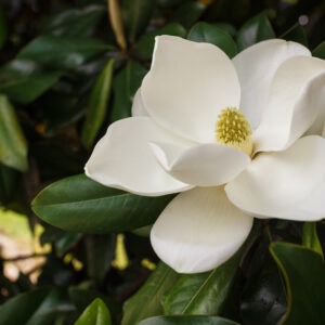 Sweetbay Magnolia (Magnolia virginiana)