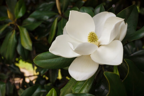 Sweetbay Magnolia (Magnolia virginiana)