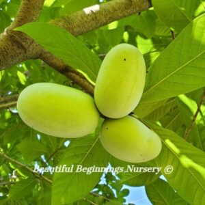 Asterion Pawpaw