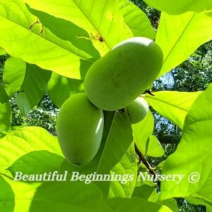 Atria Pawpaw