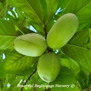Benny's Favorite Pawpaw