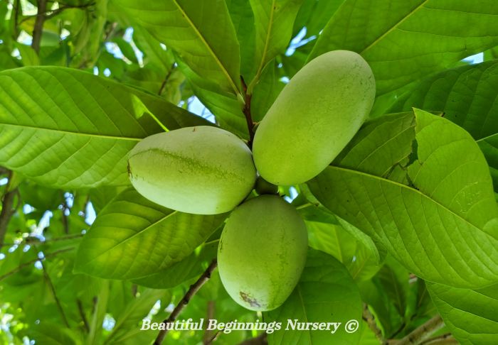Benny's Favorite Pawpaw
