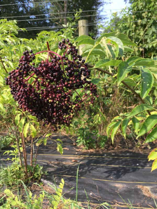 Bob Gordon Elderberry (Sambucus canadensis)