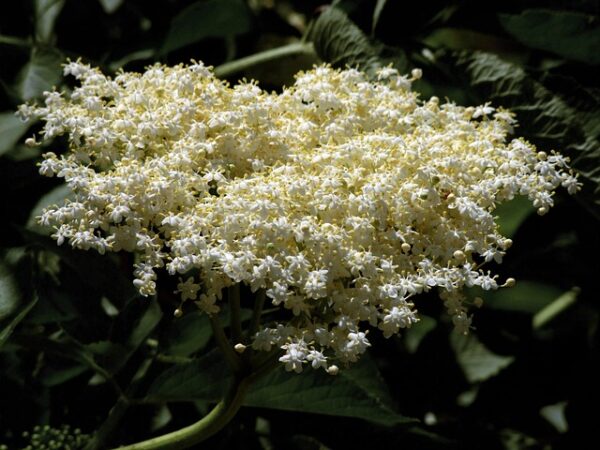 Bob Gordon Elderberry (Sambucus canadensis) - Image 2