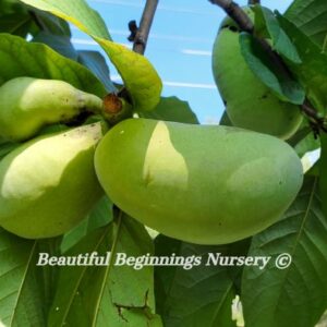 Canopus Pawpaw