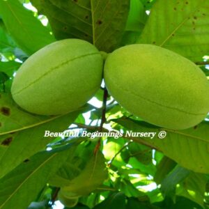 Cantaloupe  Pawpaw