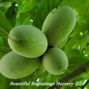 Caspian Pawpaw
