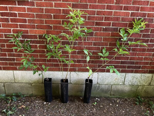 Bob Gordon Elderberry (Sambucus canadensis) - Image 5