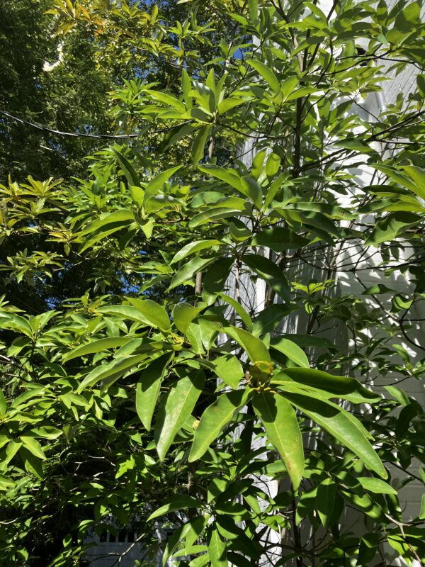 Sweetbay Magnolia (Magnolia virginiana) - Image 3