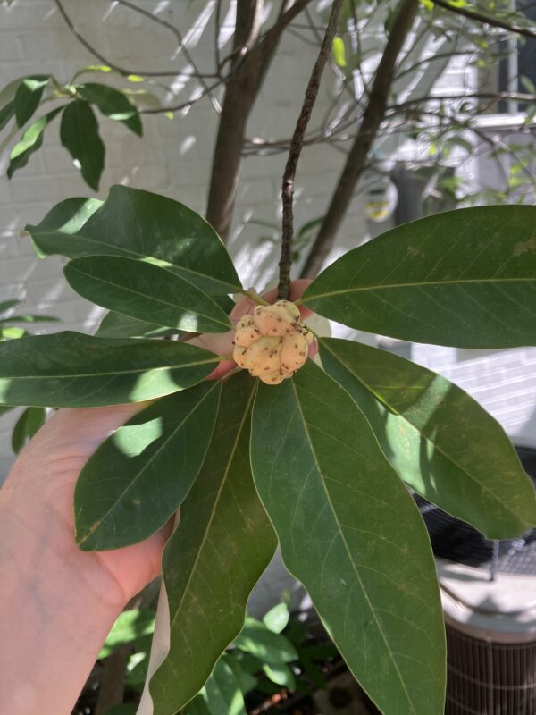 Sweetbay Magnolia (Magnolia virginiana) - Image 2