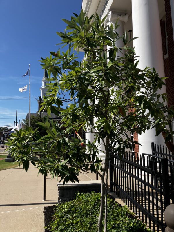 Sweetbay Magnolia (Magnolia virginiana) - Image 4