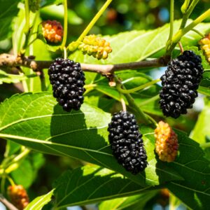 Kokuso Mulberry