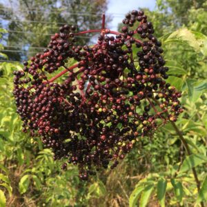 Marge Elderberry