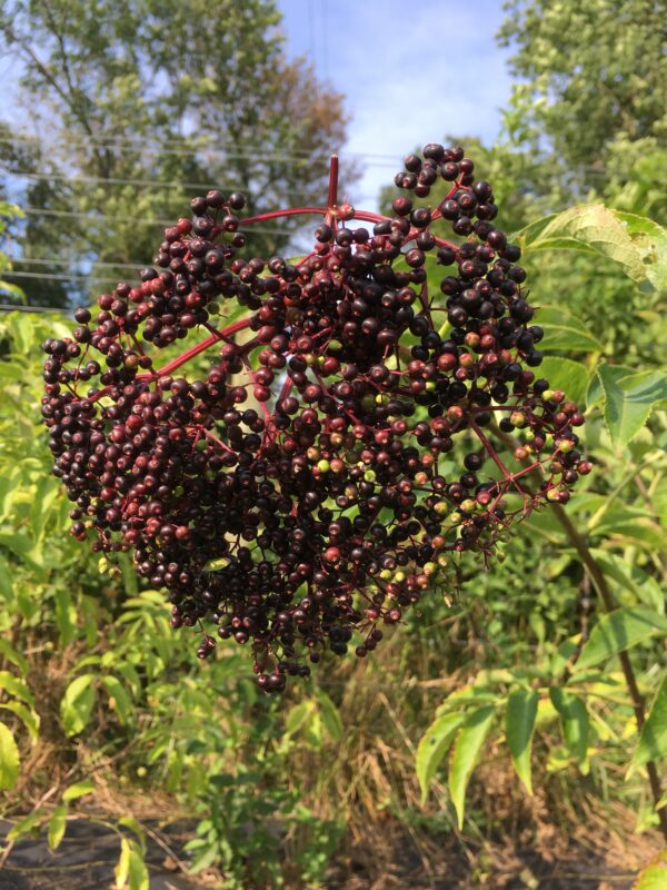 Marge Elderberry