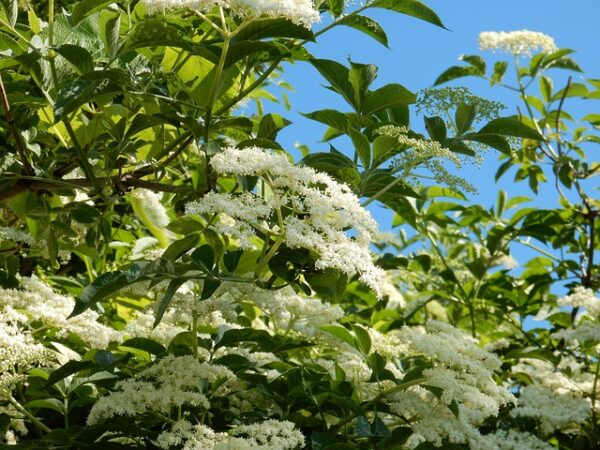 Marge Elderberry - Image 2
