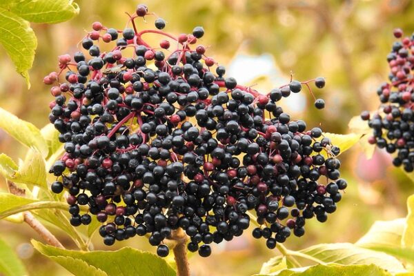 Nova Elderberry (Sambucus canadensis)