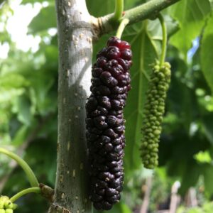 Pakistan Mulberry