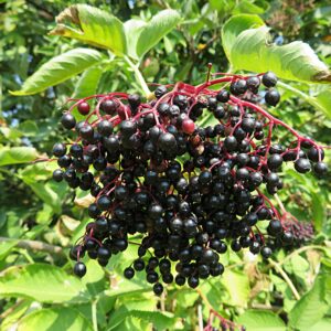 Ranch Elderberry (Sambucus canadensis)