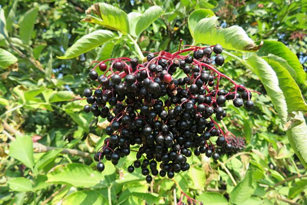 Ranch Elderberry (Sambucus canadensis)