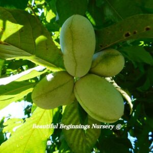 Summer Delight Pawpaw