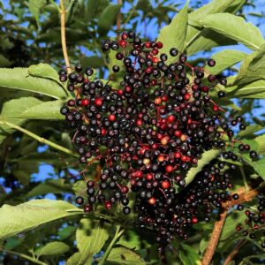 Wyldewood Elderberry (Sambucus canadensis)