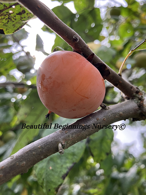 Barbara’s Blush American Persimmon (WS8-10) - Image 2