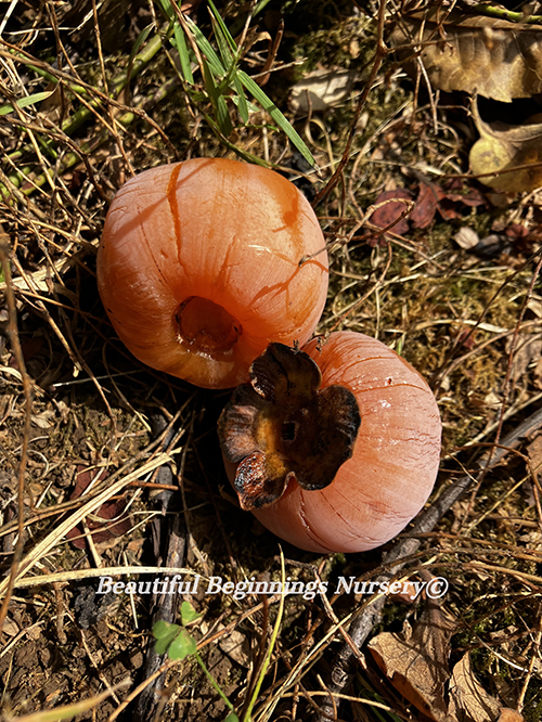 DEC Goliath American Persimmon - Image 2
