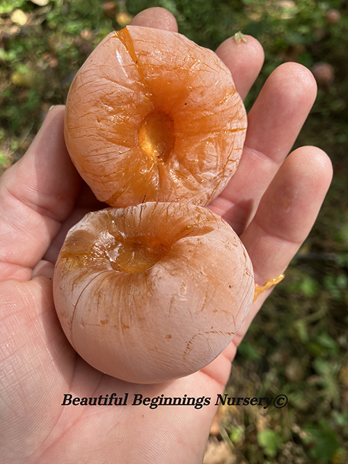 DEC Goliath American Persimmon