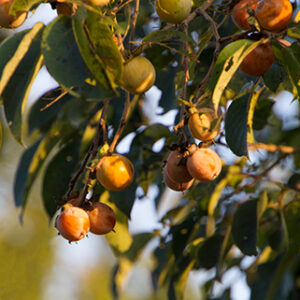 Deer Magnet American Persimmon