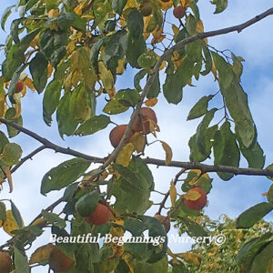 Deer Candy American Persimmon