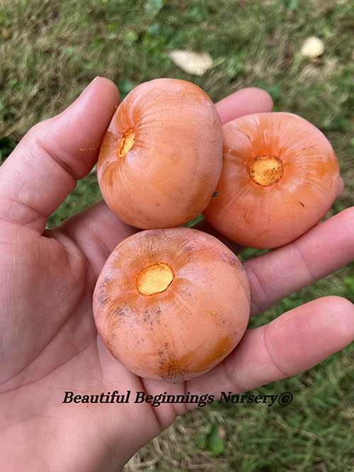 Early Jewel (H-118) American Persimmon - Image 2