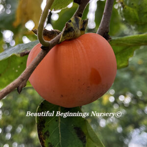 Rosseyanka Hybrid Persimmon