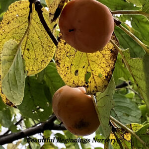 Yates/Juhl American Persimmon