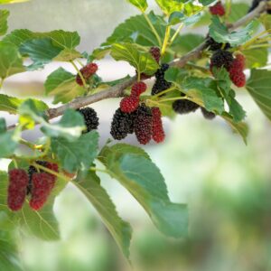 Early Bird Mulberry
