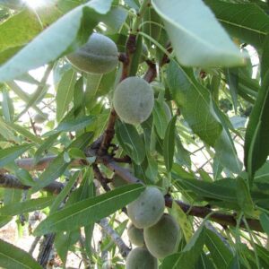 NC-10 Hardy Almond