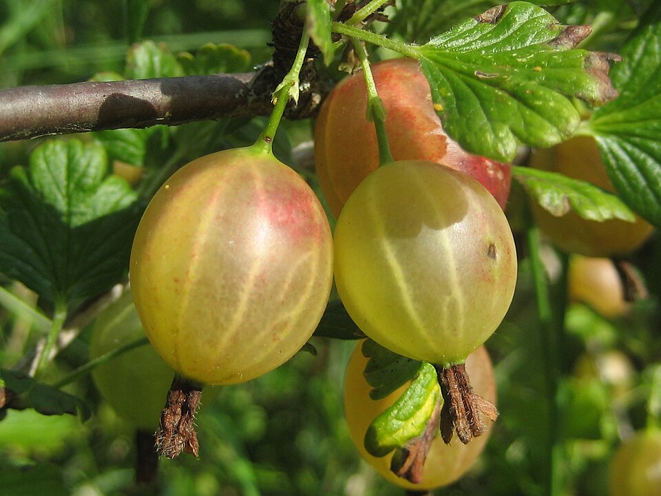 Gooseberry - Image 2