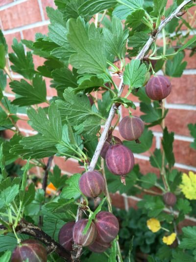 Gooseberry - Image 3