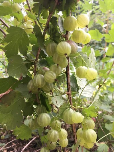 Gooseberry - Image 5