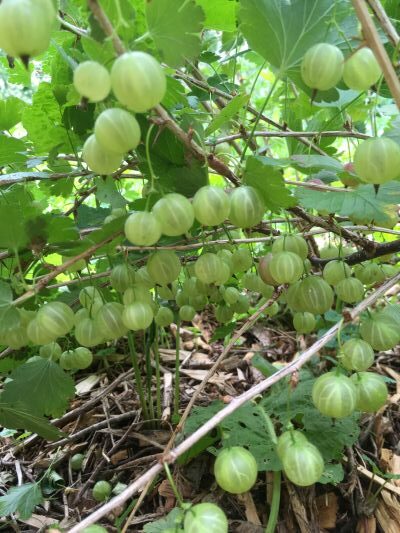 Gooseberry - Image 4