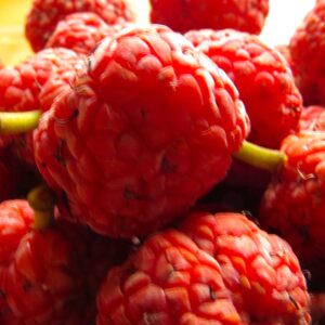 'Edible Landscaping Seedless' Che