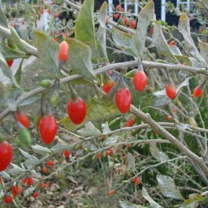 Firecracker Goji Berry