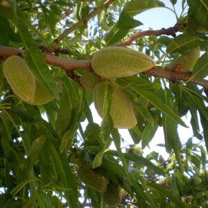 Javid's Almond