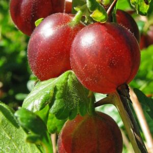Gooseberries