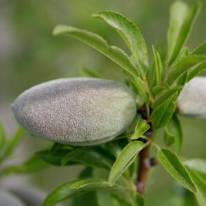 All-In-One Hardy Almond